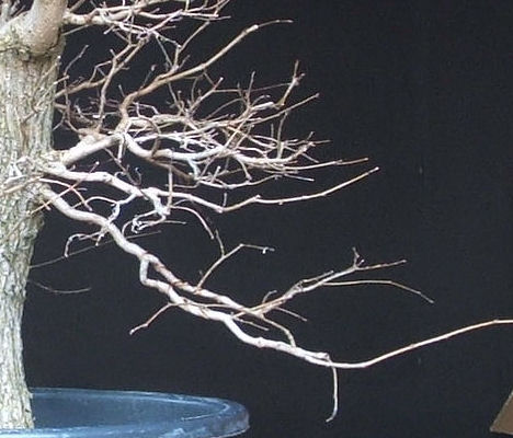 bonsai pruning